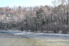 Auwald im Winter